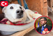 Diputado Jaime Araya rechaza proyecto sobre perros ferales: “No podemos retroceder en protección animal”