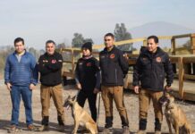 Cuando las pistas se agotan, ellos siguen buscando: la silenciosa labor de la Fundación Unidad Canina REHU
